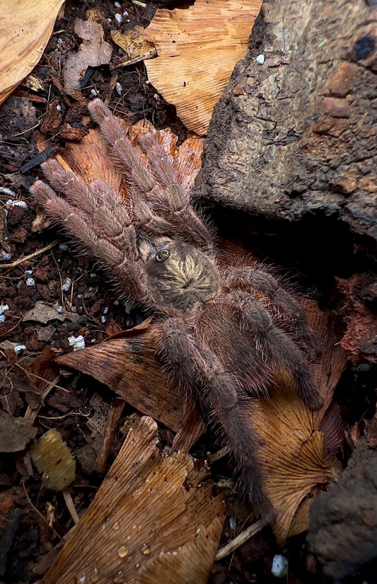 Caribena laeta tarantula - Costa Rican Golden Pink Toe for sale