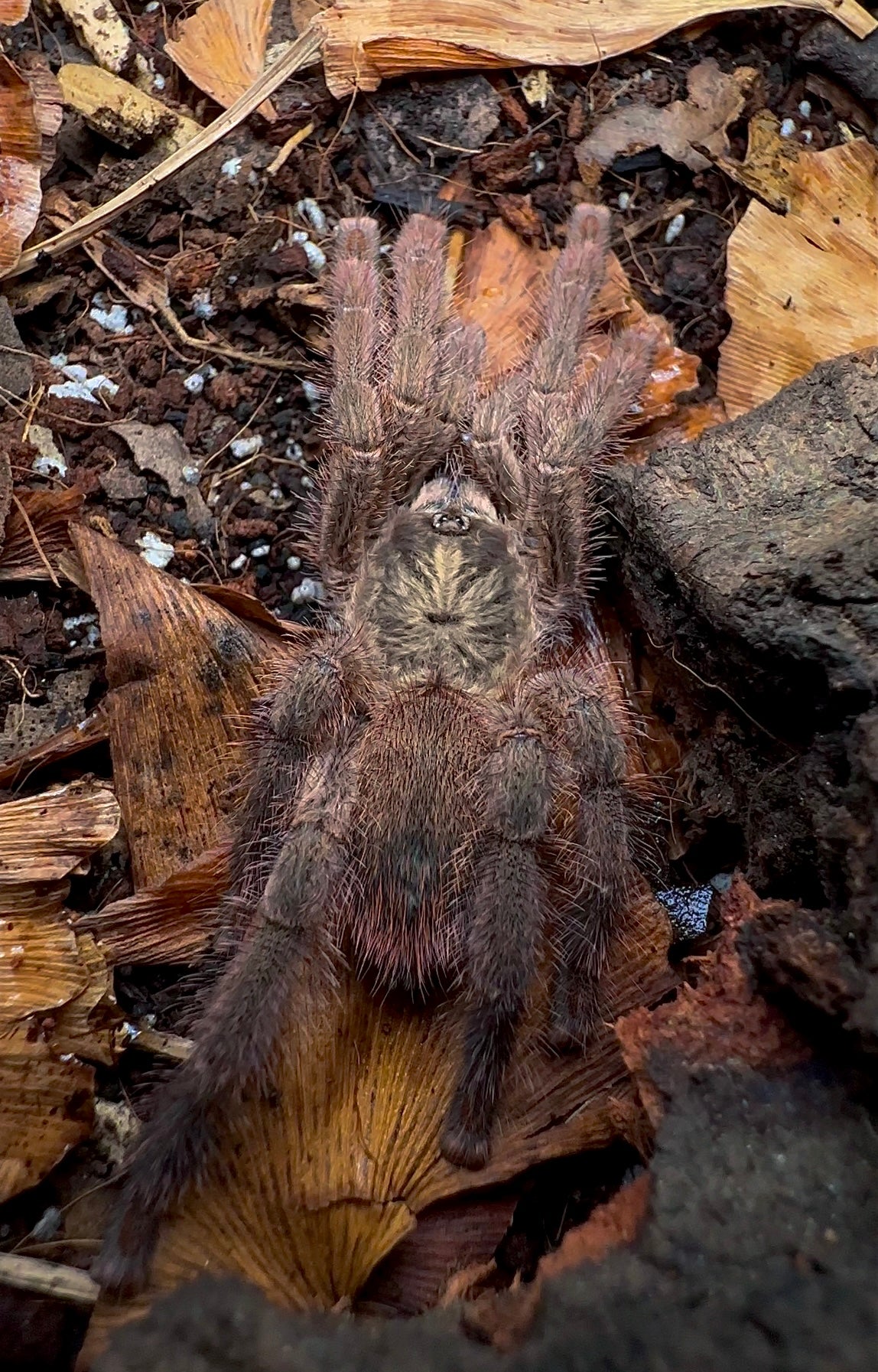 Caribena Laeta young adult female close up back side