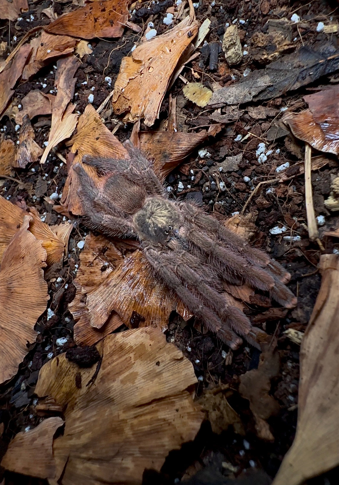Costa Rican pink toe tarantula female for sale