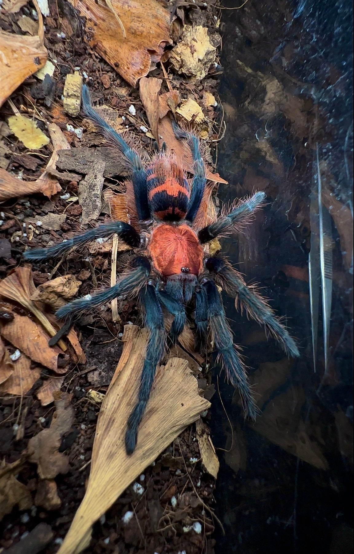 Mexican tiger rump tarantula juvenile female from behind