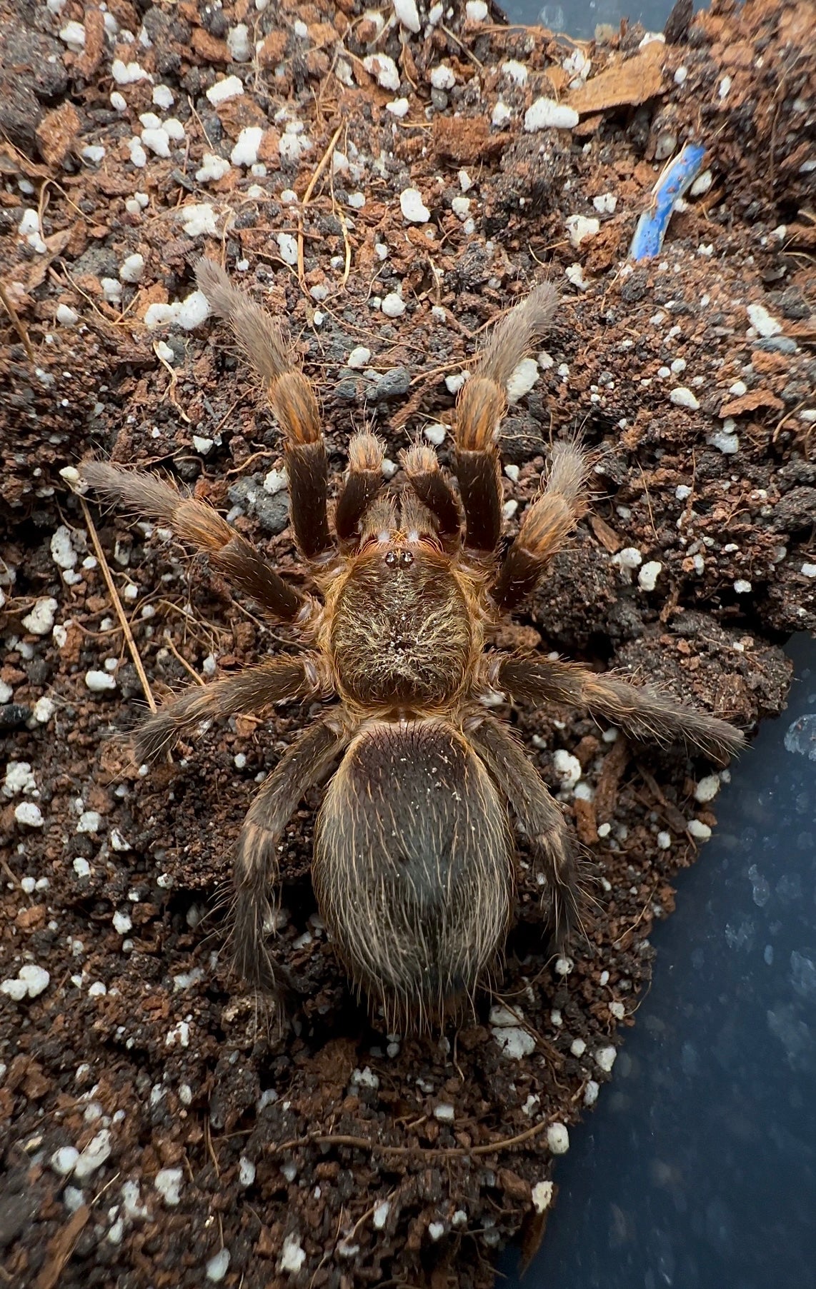 Euathlus truculentus tarantula for sale - unsexed juvenile