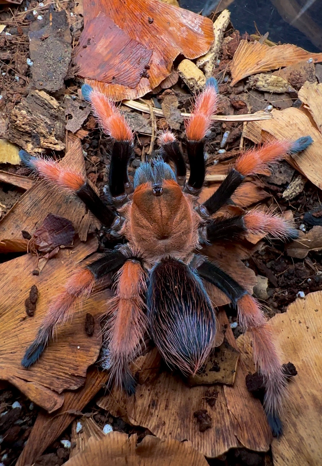 Mexican Blood Leg tarantula juvenile female up close
