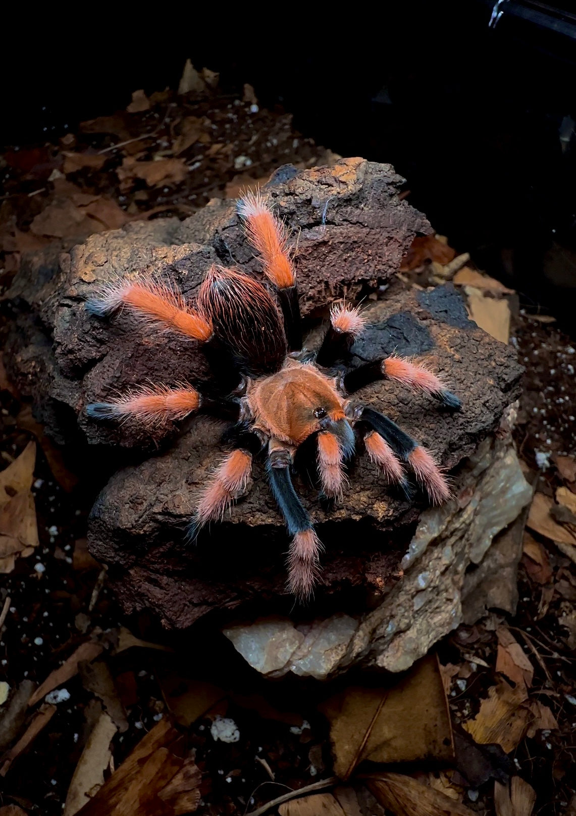 Mexican Blood leg - Aphonopelma Bicoloratum tarantula on tree bark - Beginner tarantula