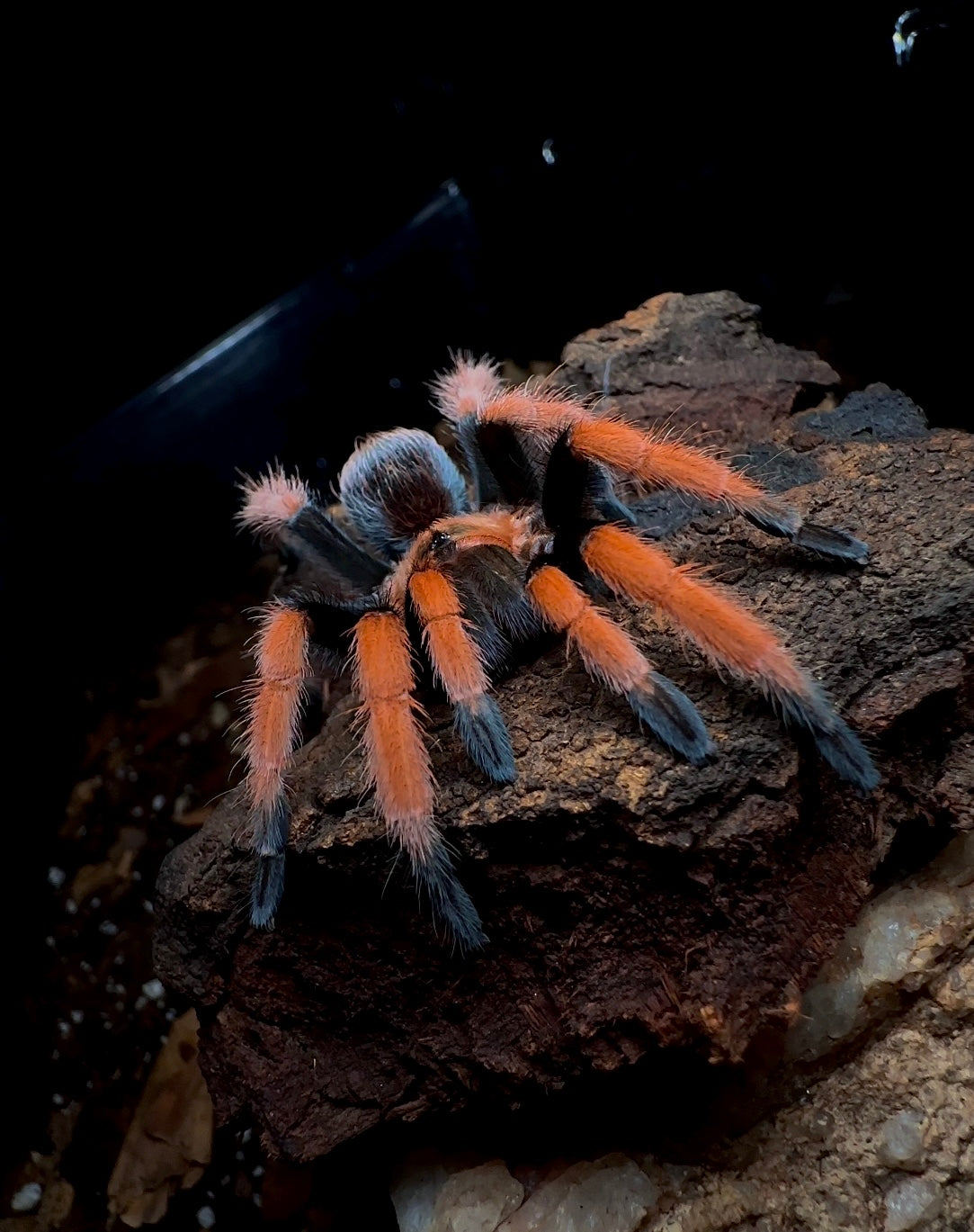 Aphonopelma Bicoloratum 3.5 inch female for sale