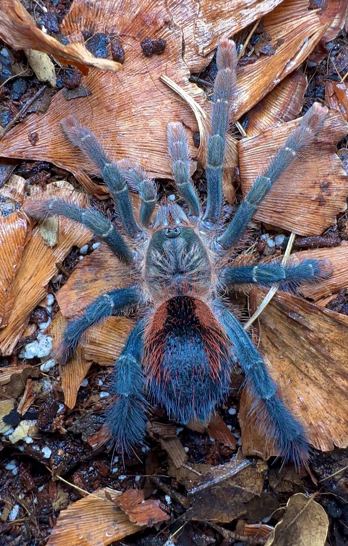 Avicularia hirschii tarantula up close on leaf litter detail adult female for sale