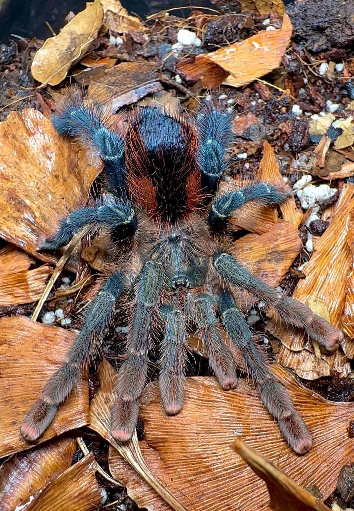 Avicularia hirschii bunched up female tarantula