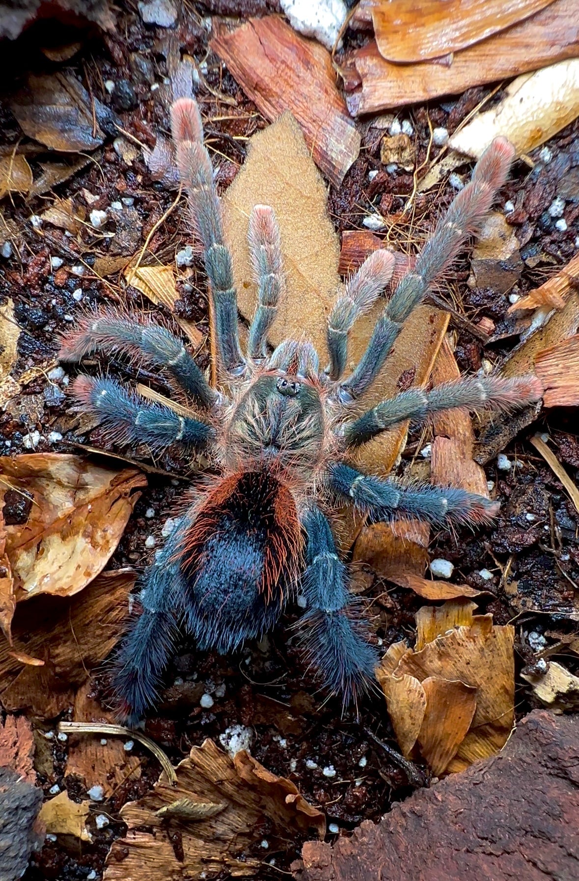 Avicularia hirschii 4 inch female tarantula detail