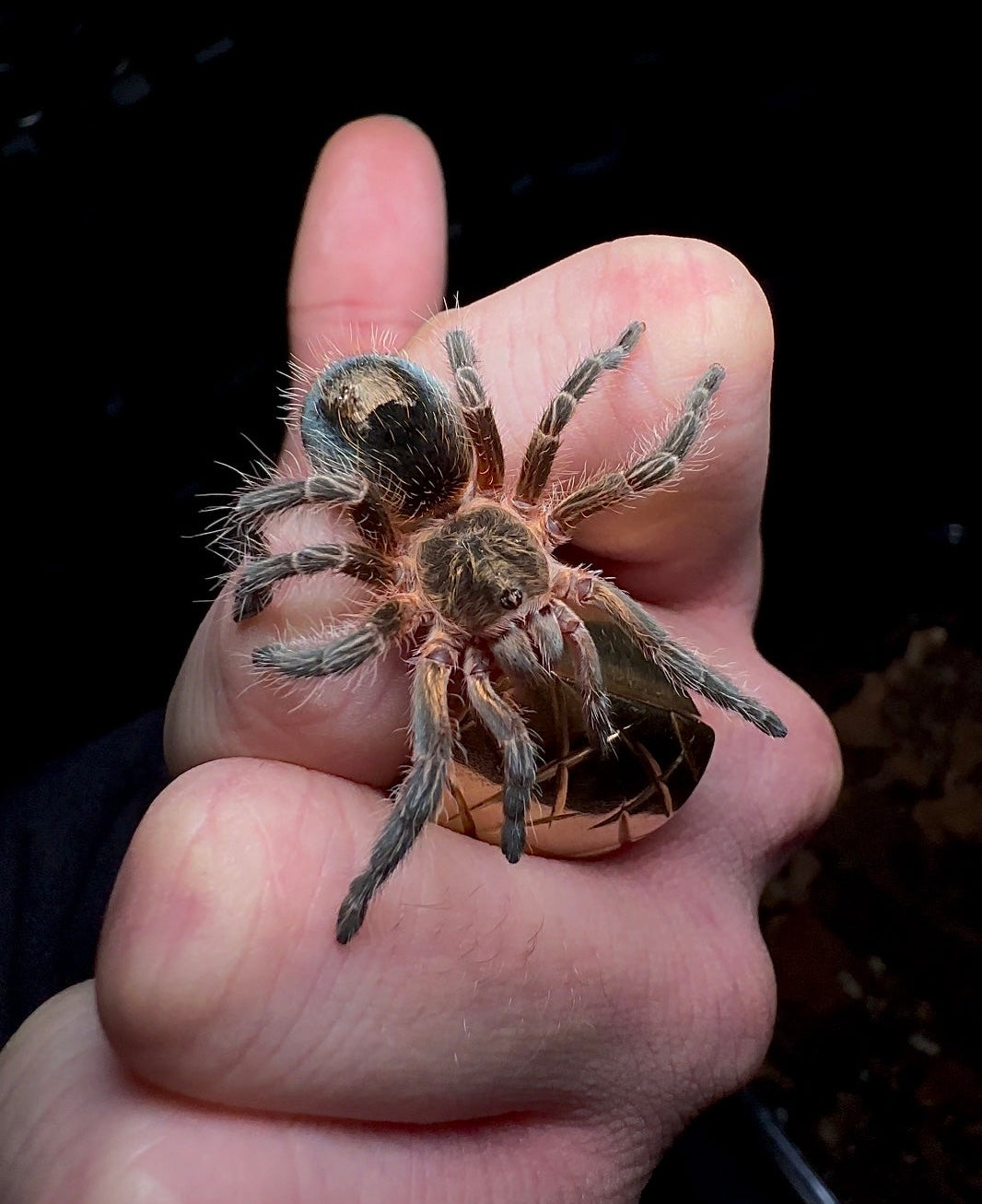 Chilean pink Mist Tarantula 2.5+ inch juvenile female