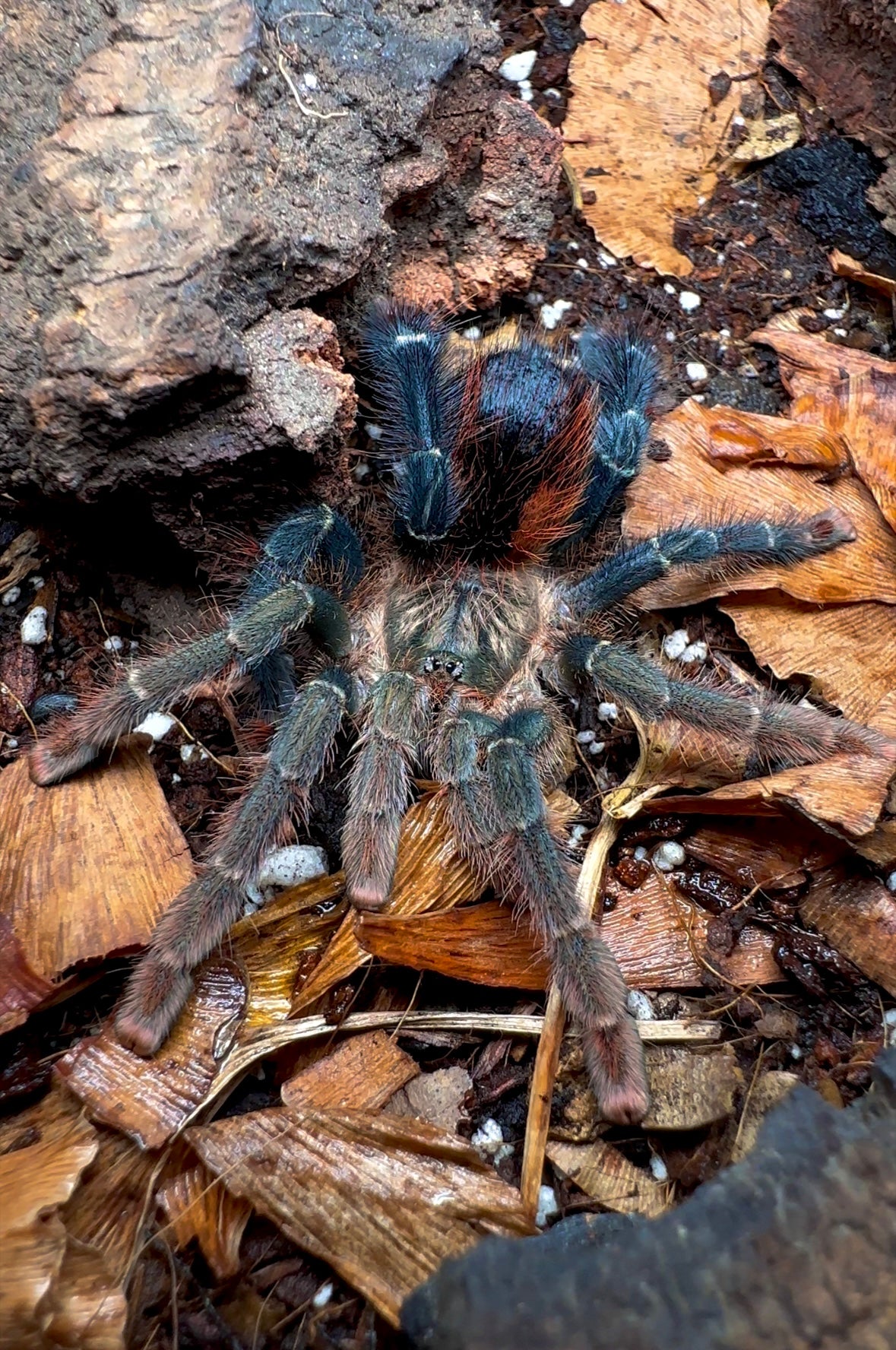 Avicularia hirschii tarantula up close front side
