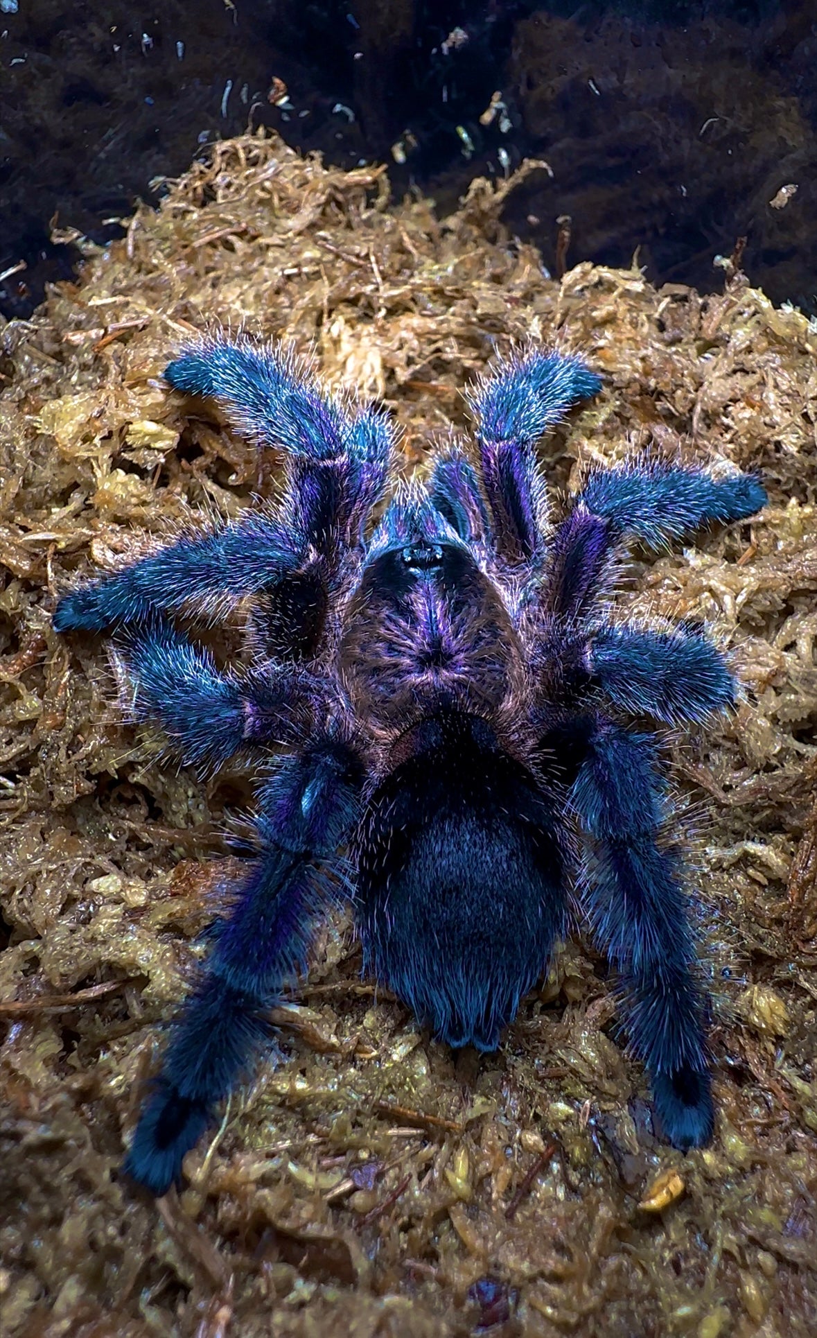 Avicularia sp. Columbia tarantula full grown