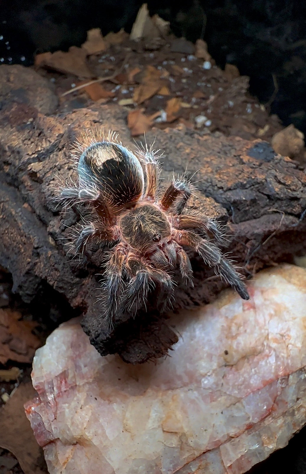 Euathlus sp. Andes juvenile female for sale! Close up on cork bark