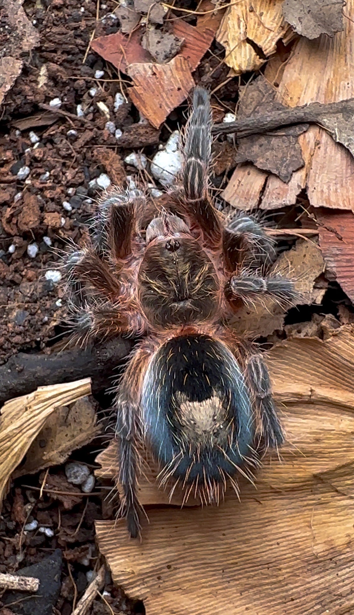 Euathlus sp. Andes - Chilean pink mist tarantula on leaf up close front side