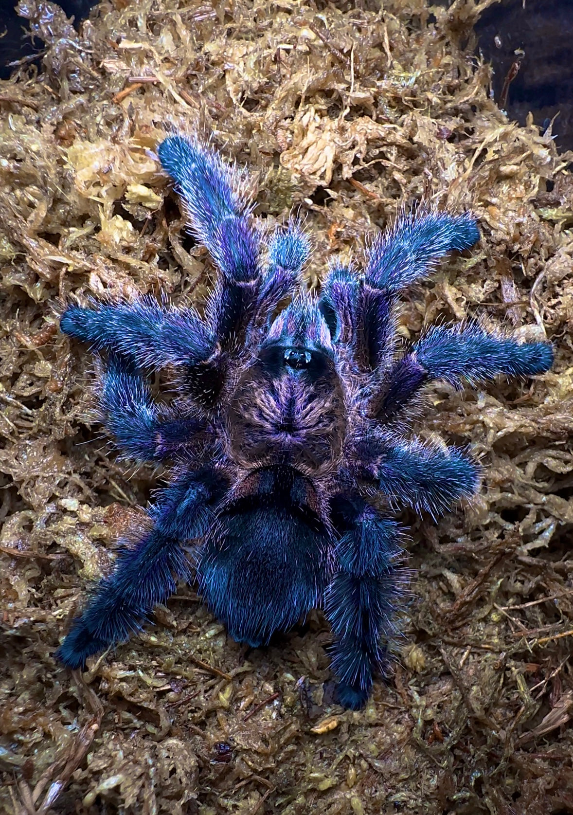 Purple Pumpkin patch pink toe - Avicularia sp. Columbia tarantula on moss