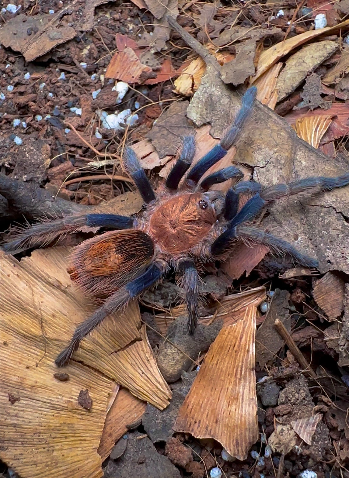 Bonnetina Chamala- Pulp Fiction tarantula for sale