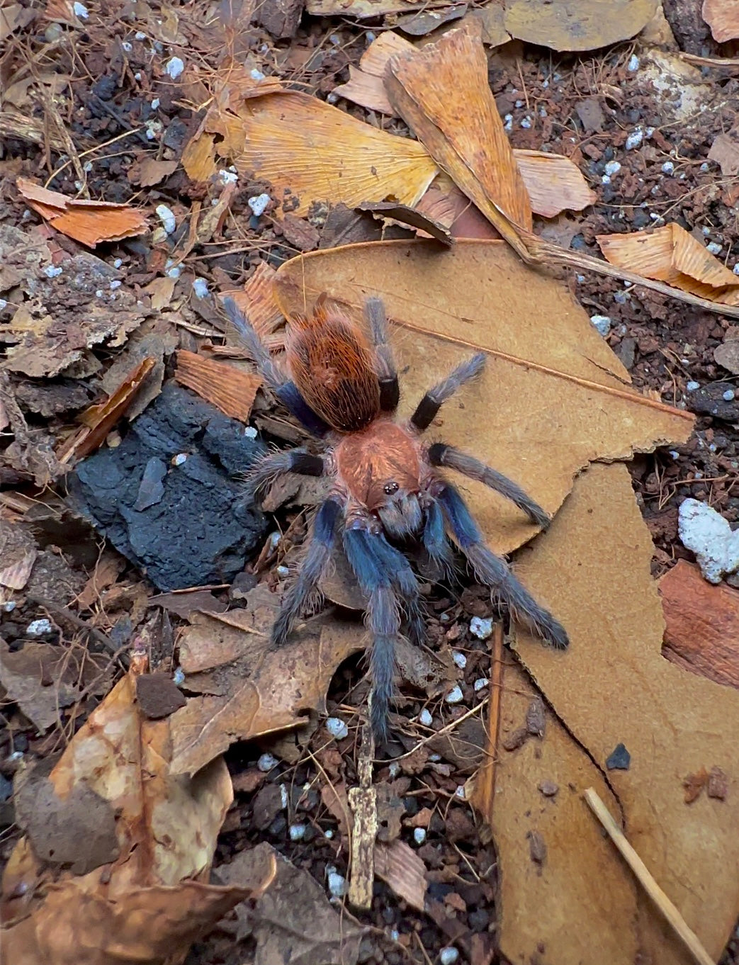 Unsexed juvenile Bonnetina Chamala tarantula on leaf litter