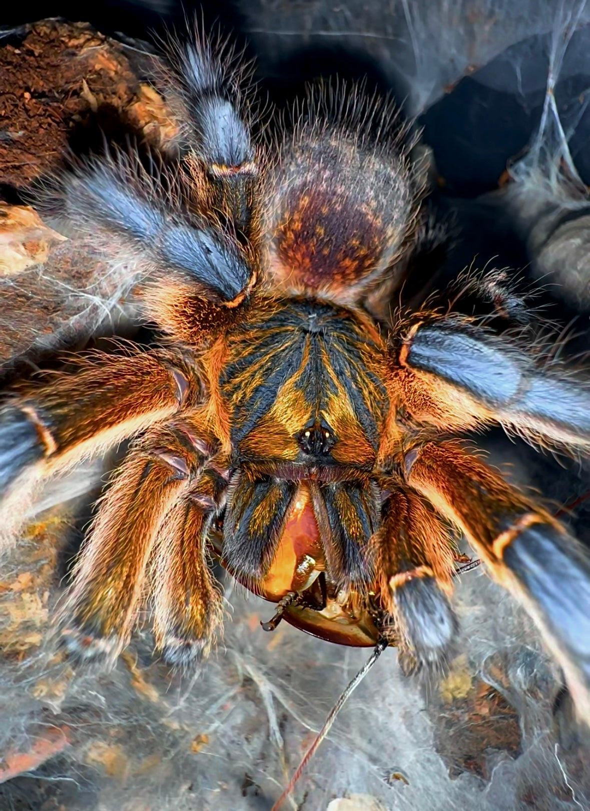 Harpactira pulchripes Tarantula close up eating a cockroach