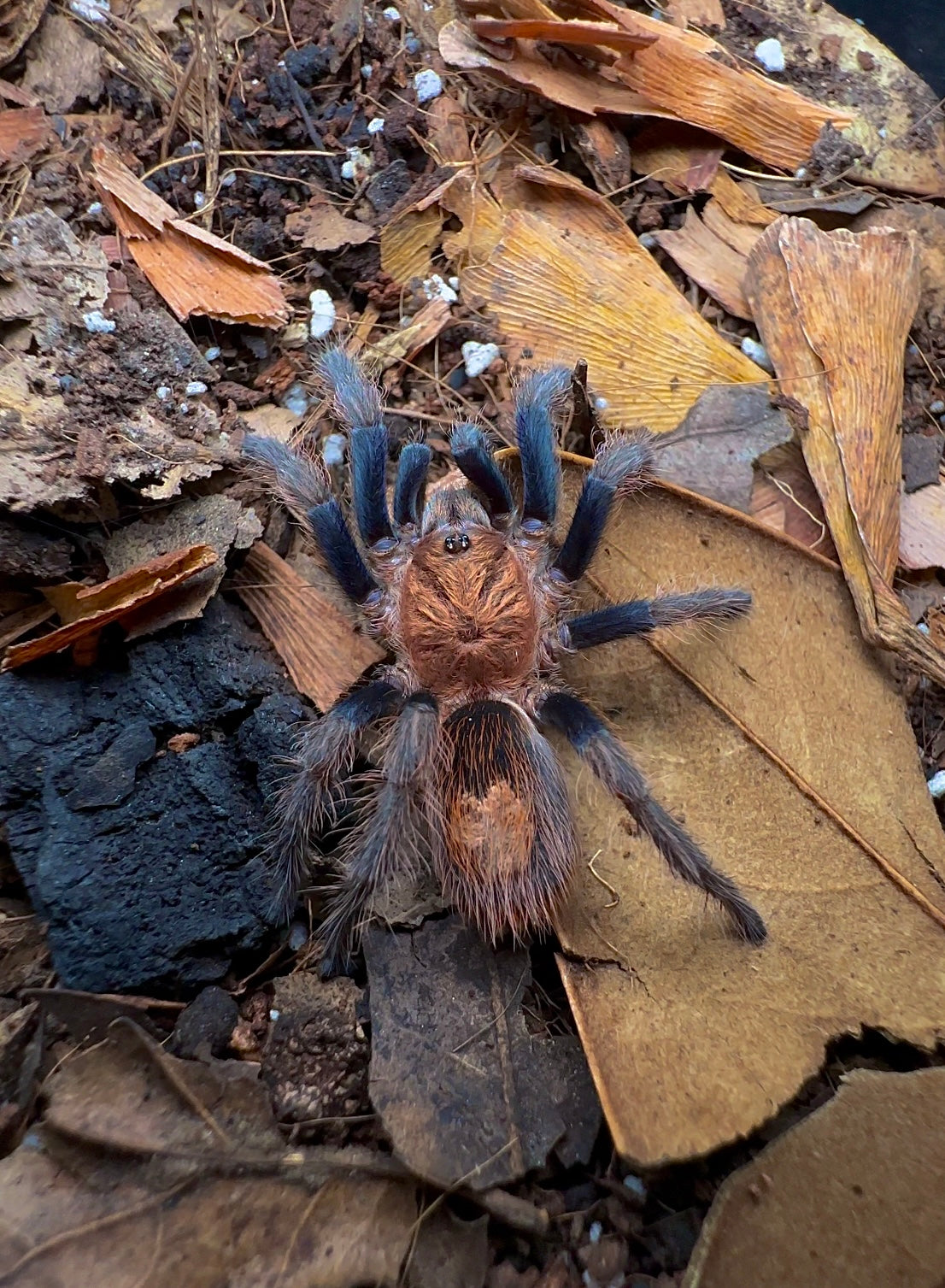 Close up of juvenile Bonnetina Chamala tarantula - back side
