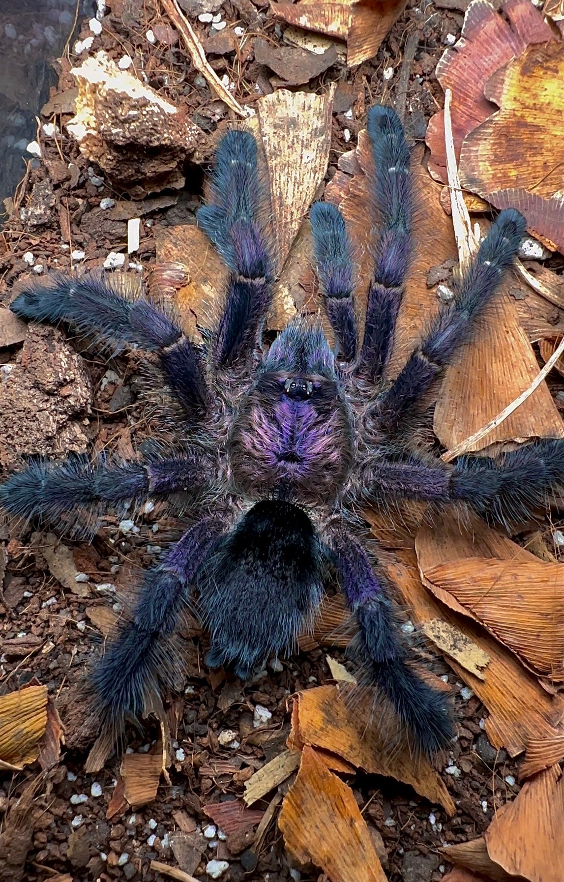 Purple pink toe tarantula up close top view on leaf litter
