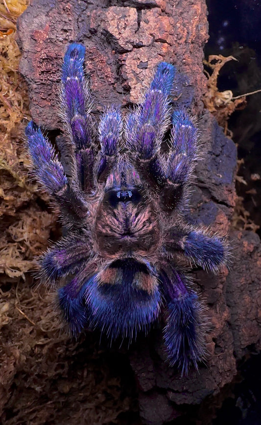 Purple Pumpkin Patch Tarantula - Avicularia sp. Columbia close up