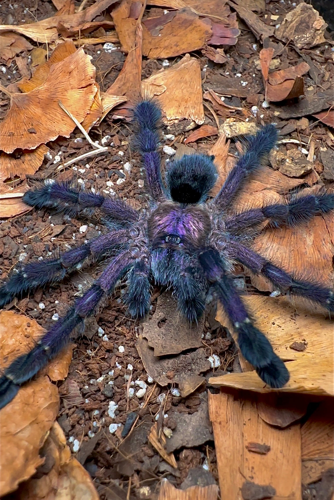 Avicularia purpurea tarantula full grown, front side