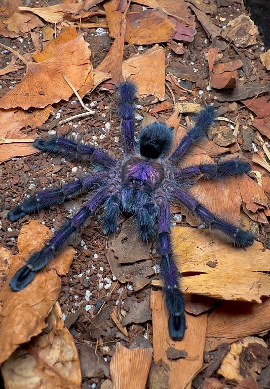 Avicularia purpurea - Purple Pink Toe Tarantula for sale!