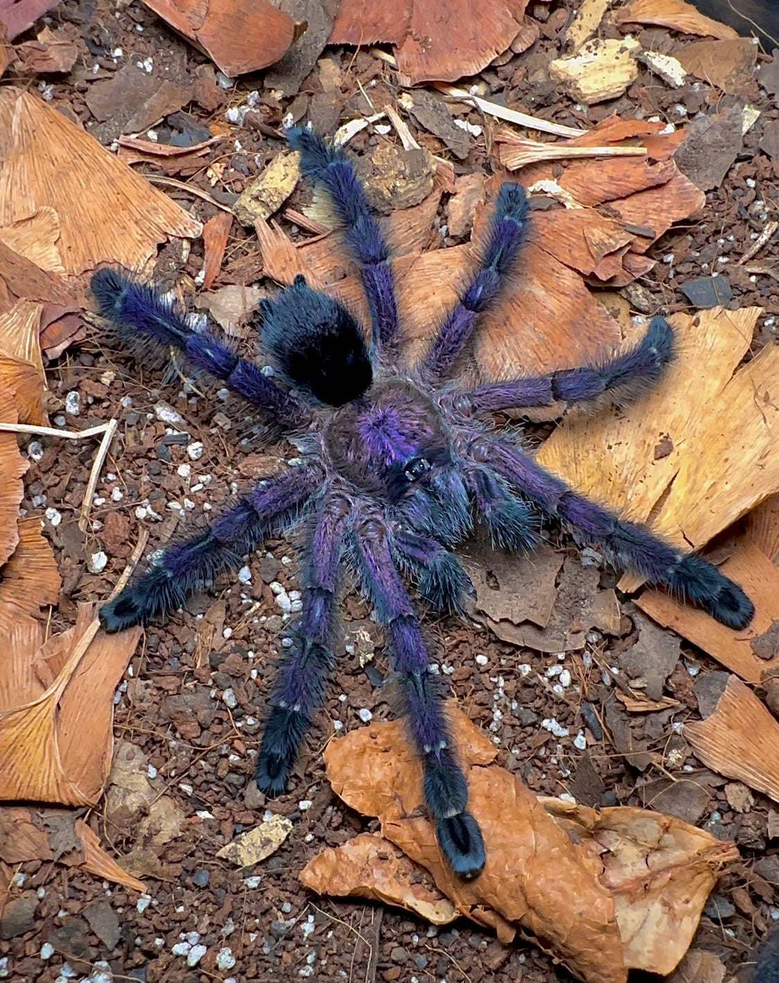 Purple tarantula - Avicularia purpurea Female for sale spread out