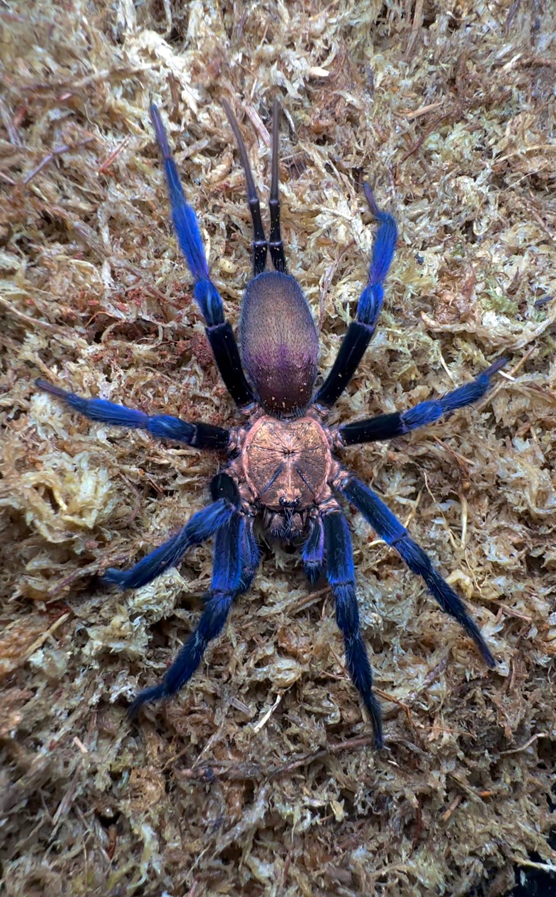 Linothele Sericata - Blue and Gold Curtain Web Spider close up top side