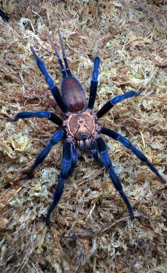 Linothele Sericata (funnel Web Spider) for sale!
