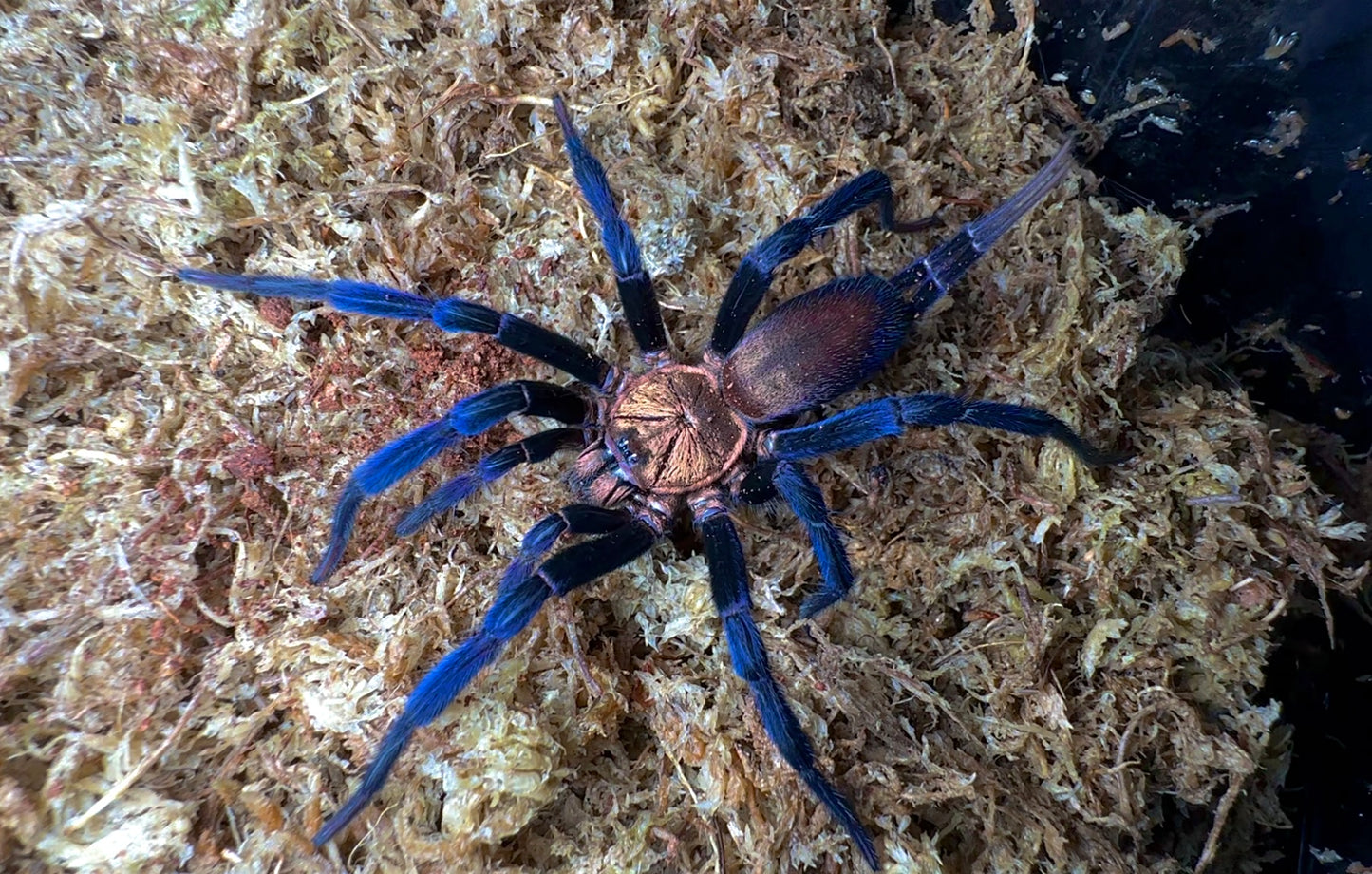 Blue curtain web spider for sale RARE