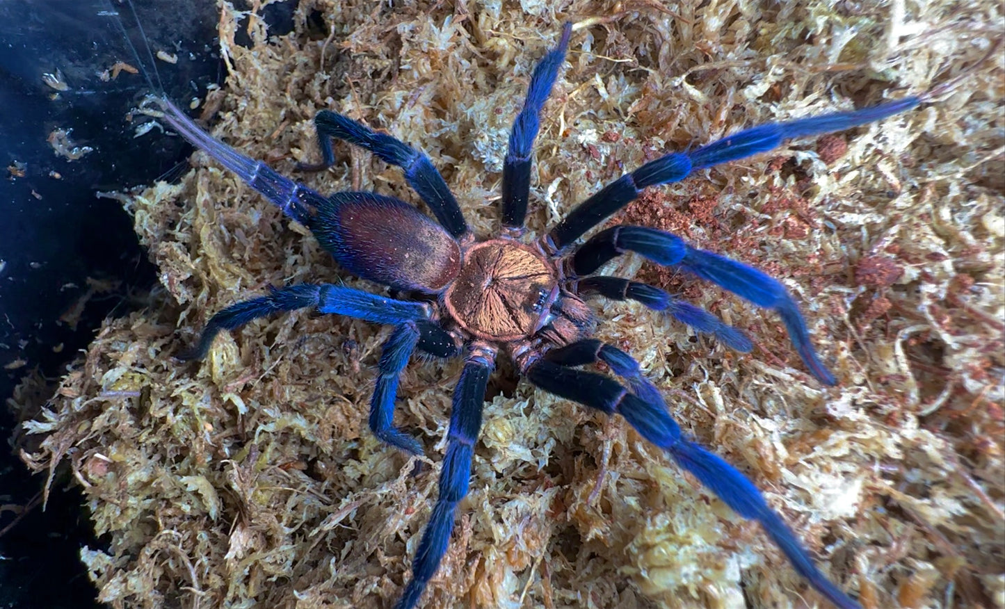 Blue and Gold Curtain Web Spider up close! Young female for sale