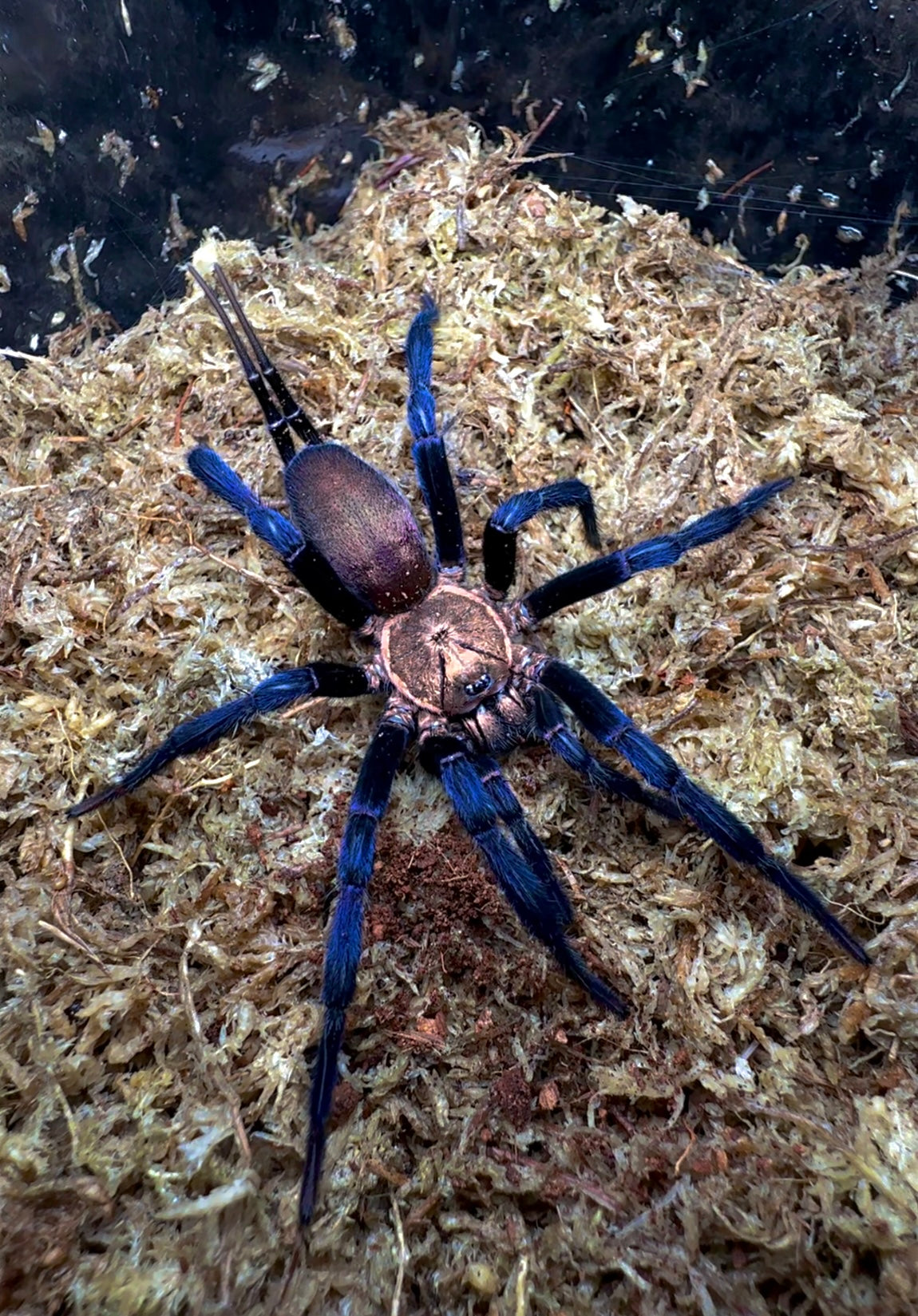 True spiders for sale