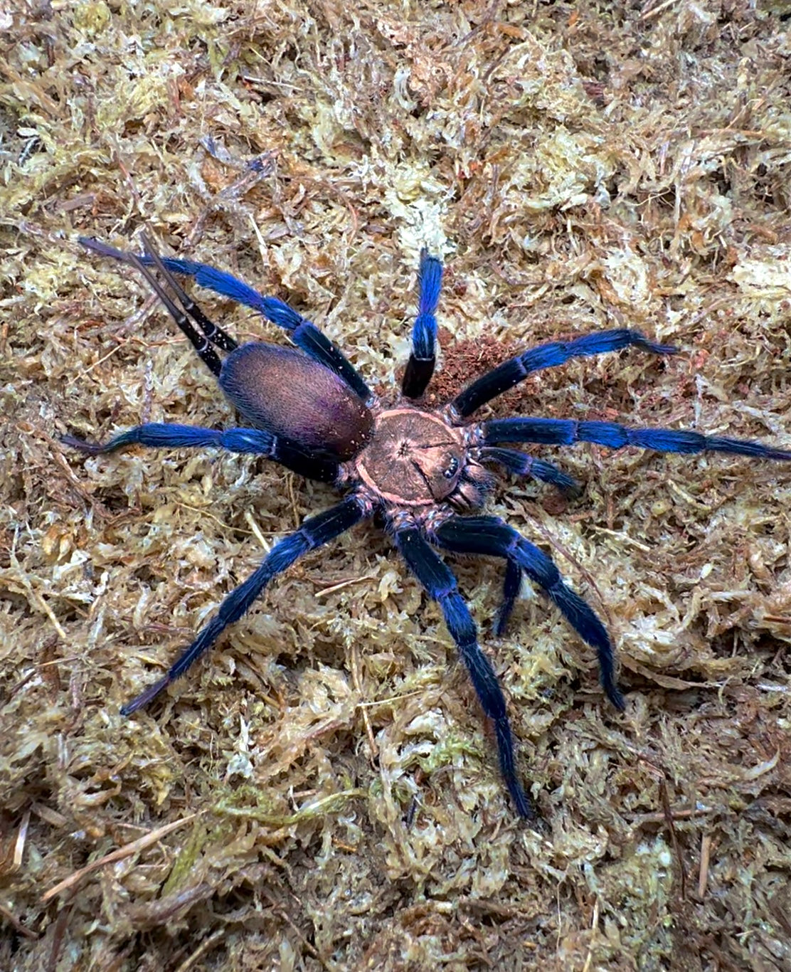 Full grown Linothele Sericata - Blue and gold Curtain web Spider