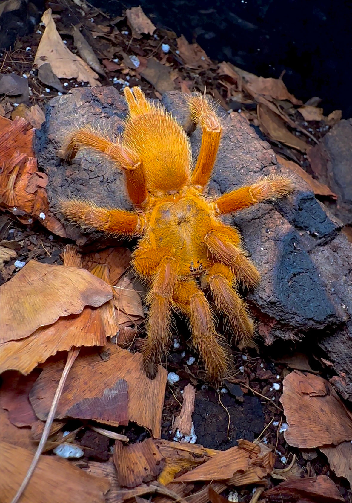 Orange Tarantula - Chilobrachys sp. Orange up close front side!