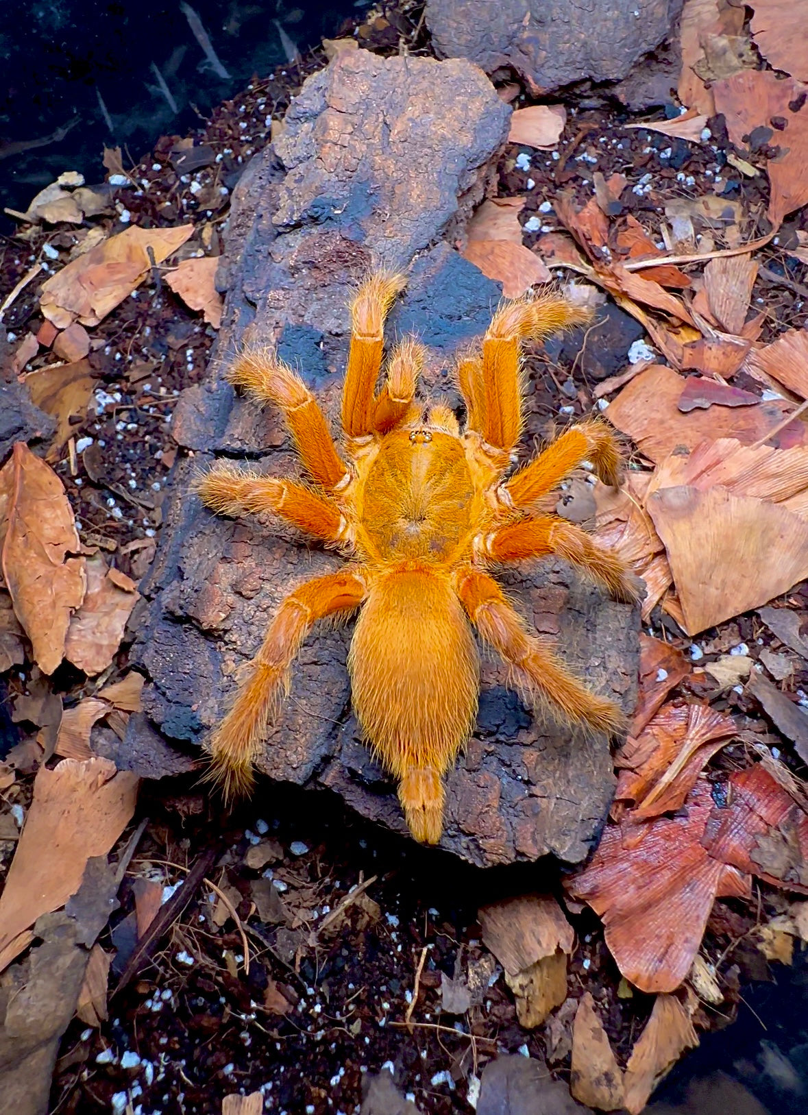 Chilobrachy sp. Orange - Thailand Orangesickle Tarantula on tree bark