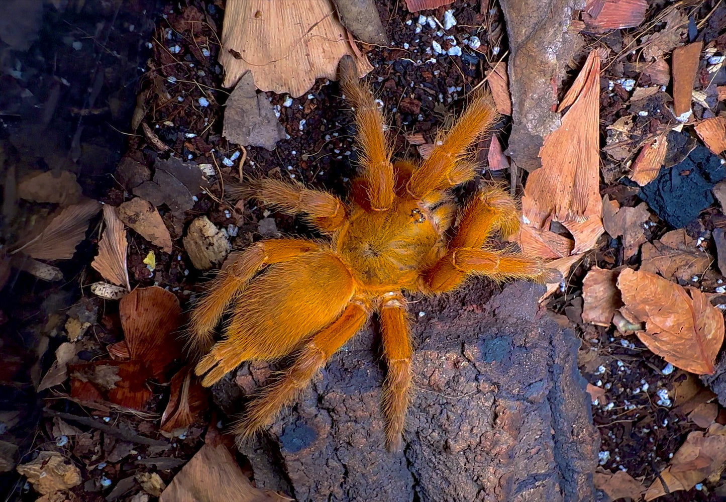 Thailand Orangesickle tarantula full size up close