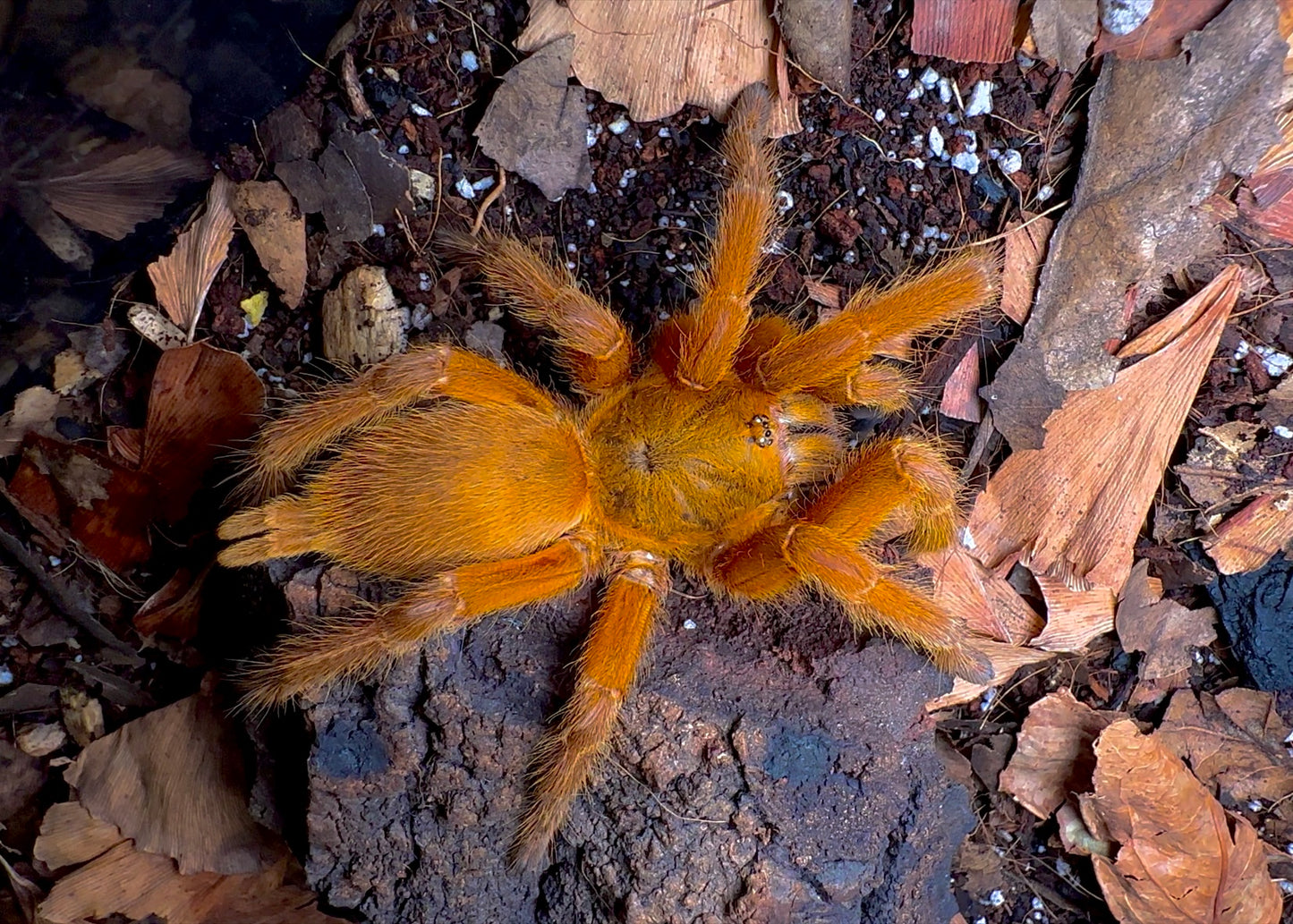 Chilobrachy sp. Orangesickle tarantula up close side view in the wild
