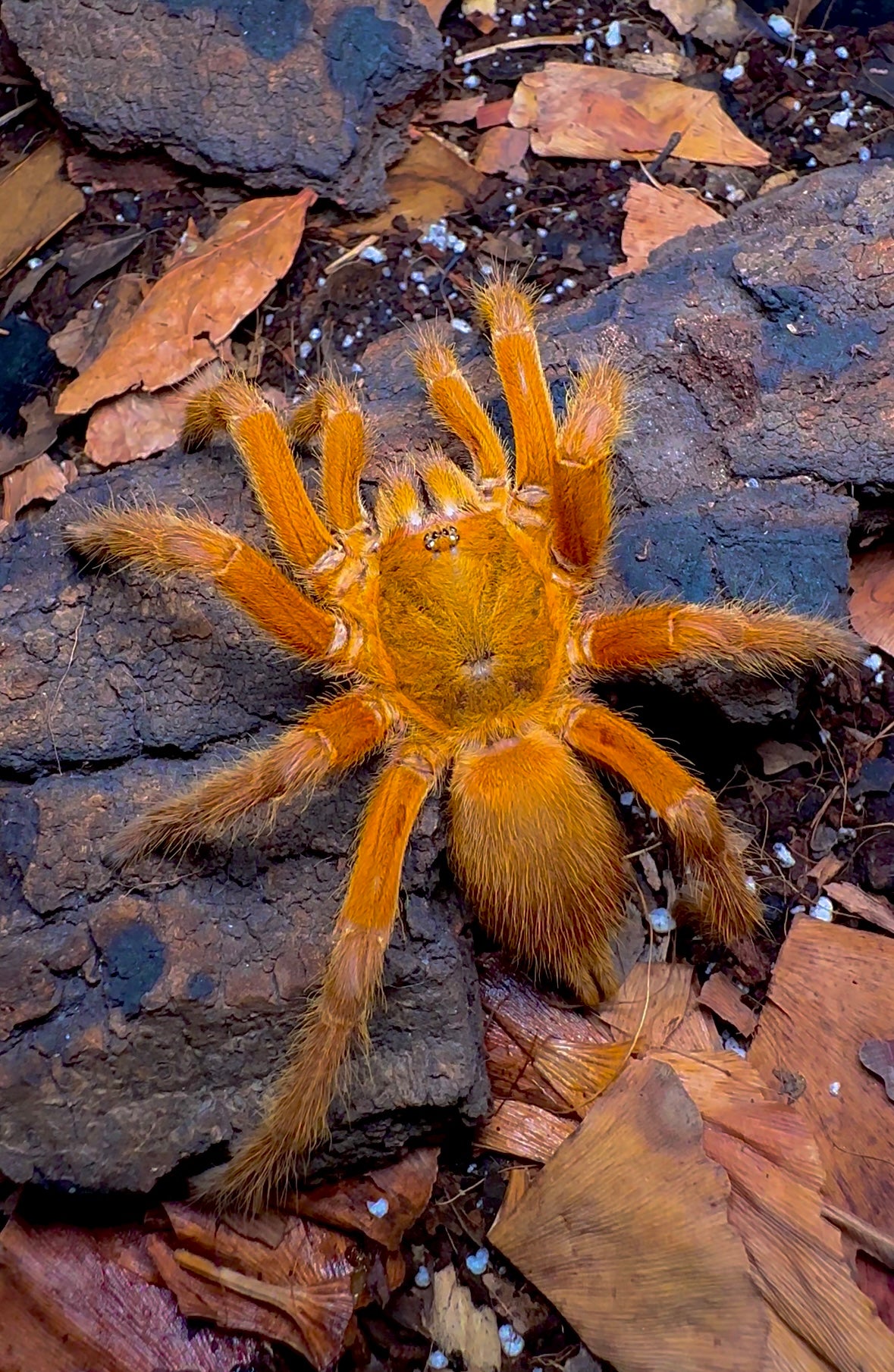 Chilobrachys sp. Orange Tarantula for sale!