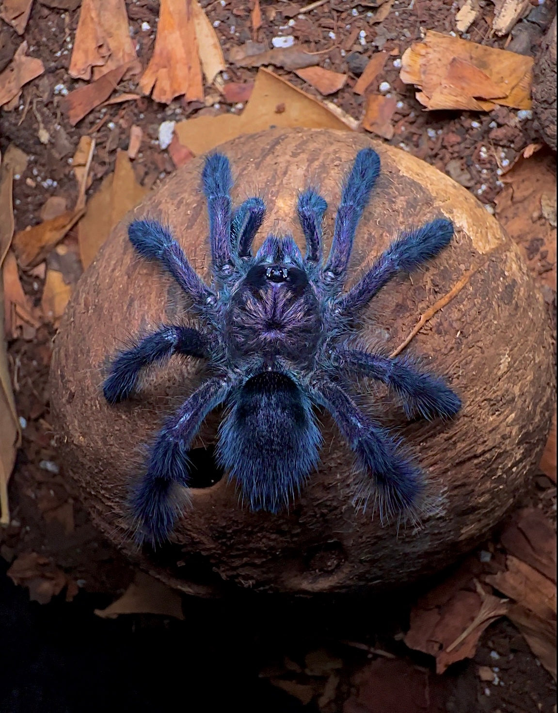 Purple Pink Toe - Royal Purple Pink Toe front side on coconut