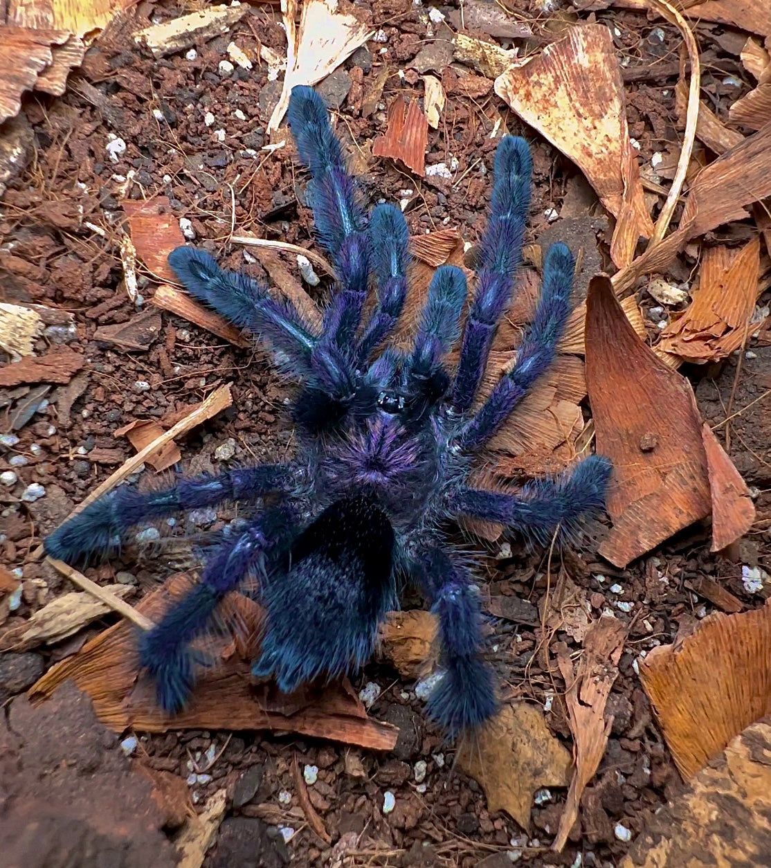 Avicularia sp. Ecuador tarantula on hand for size comparison- adult female on hand