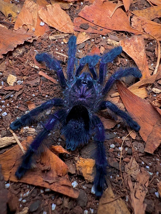 Royal Purple Pink Toe - Avicularia sp. Ecuador tarantula for sale detail