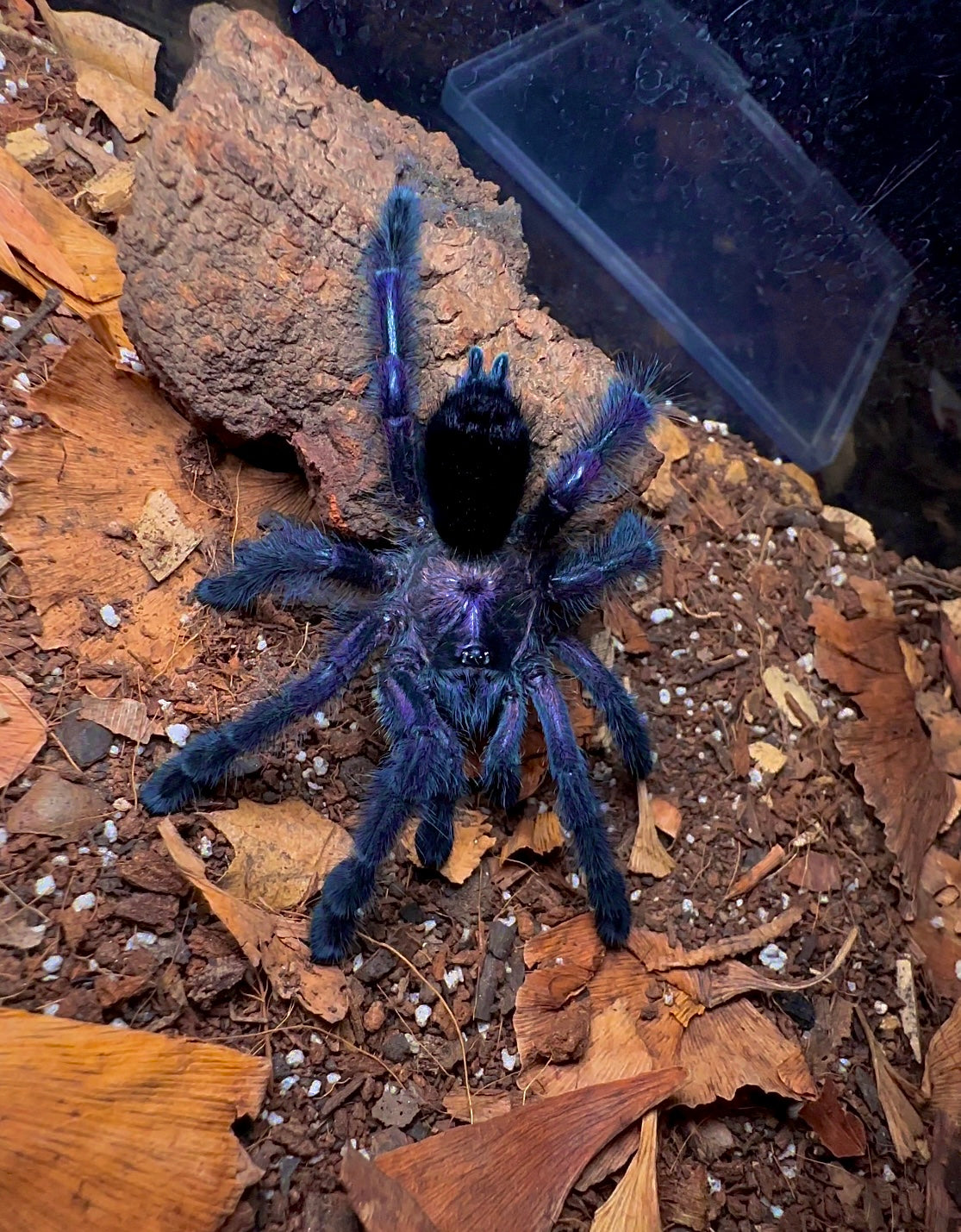 Avicularia sp. Ecuador tarantula front side - purple tarantula