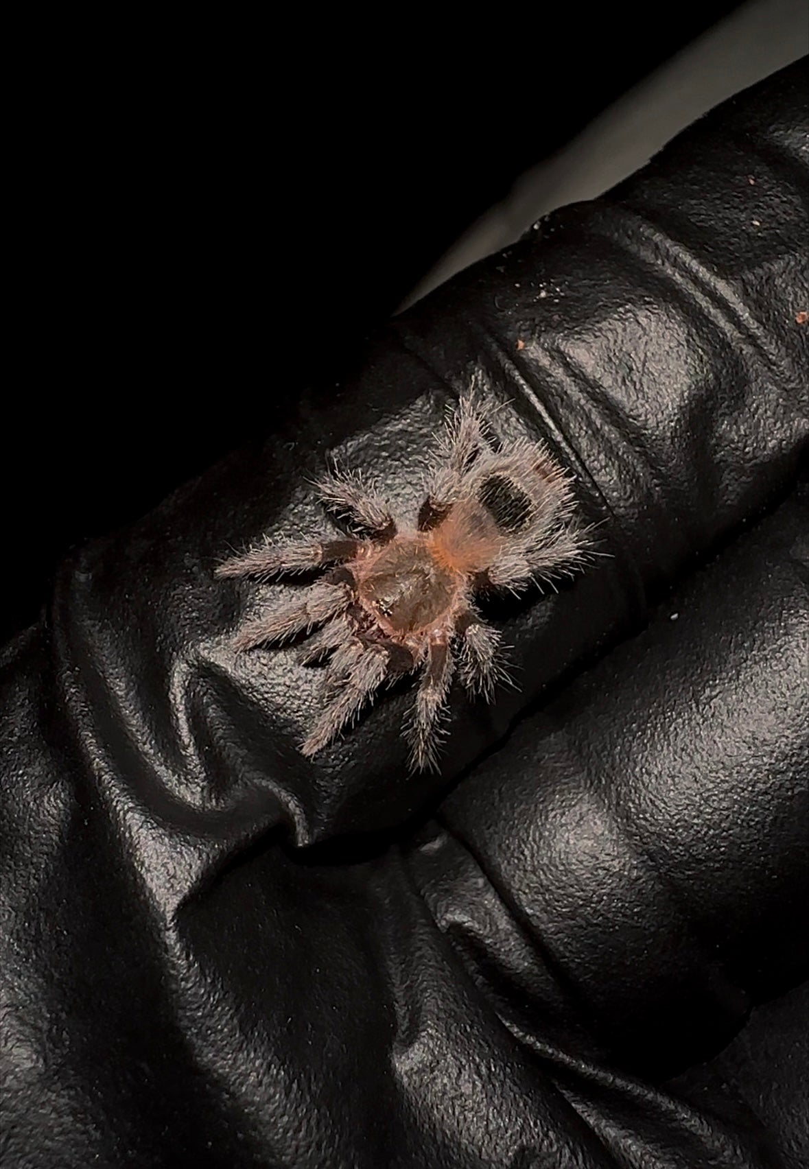 Hoemeomma chilensis sling for sale - Chilean flame rump baby tarantula on hand