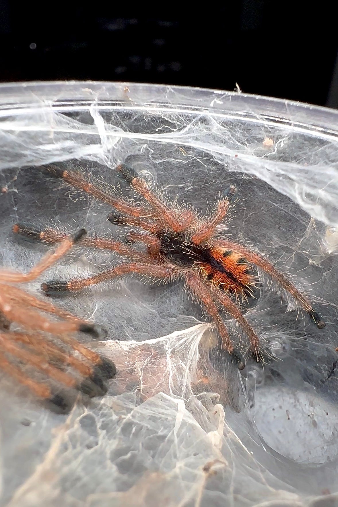 Avicularia sp. Madi Gras - Madi Gras PinkToe - Well Started - 1.5+ inch