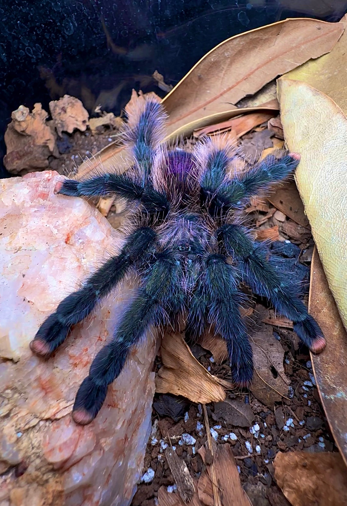 Avicularia sp, pullcalpa Adult female Tarantula on leaf litter