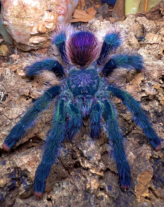 Avicularia sp. Pullcalpa tarantula full grown adult female