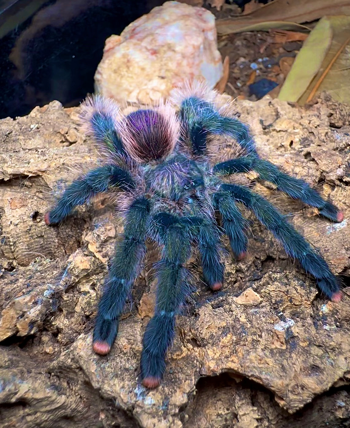Avicularia sp. Pullcalpa tarantula adult female for sale side view