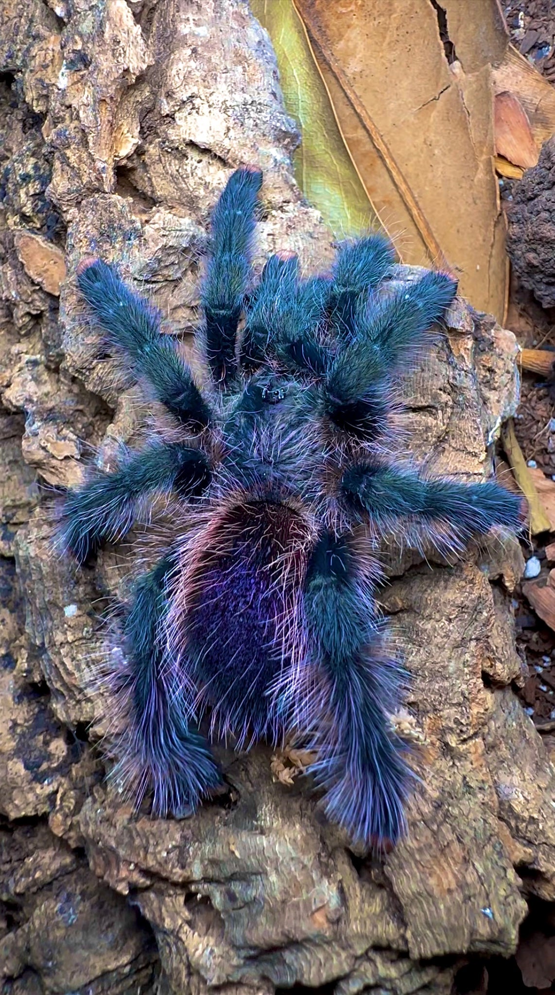 Avicularia sp. pullcalpa tarantula for sale