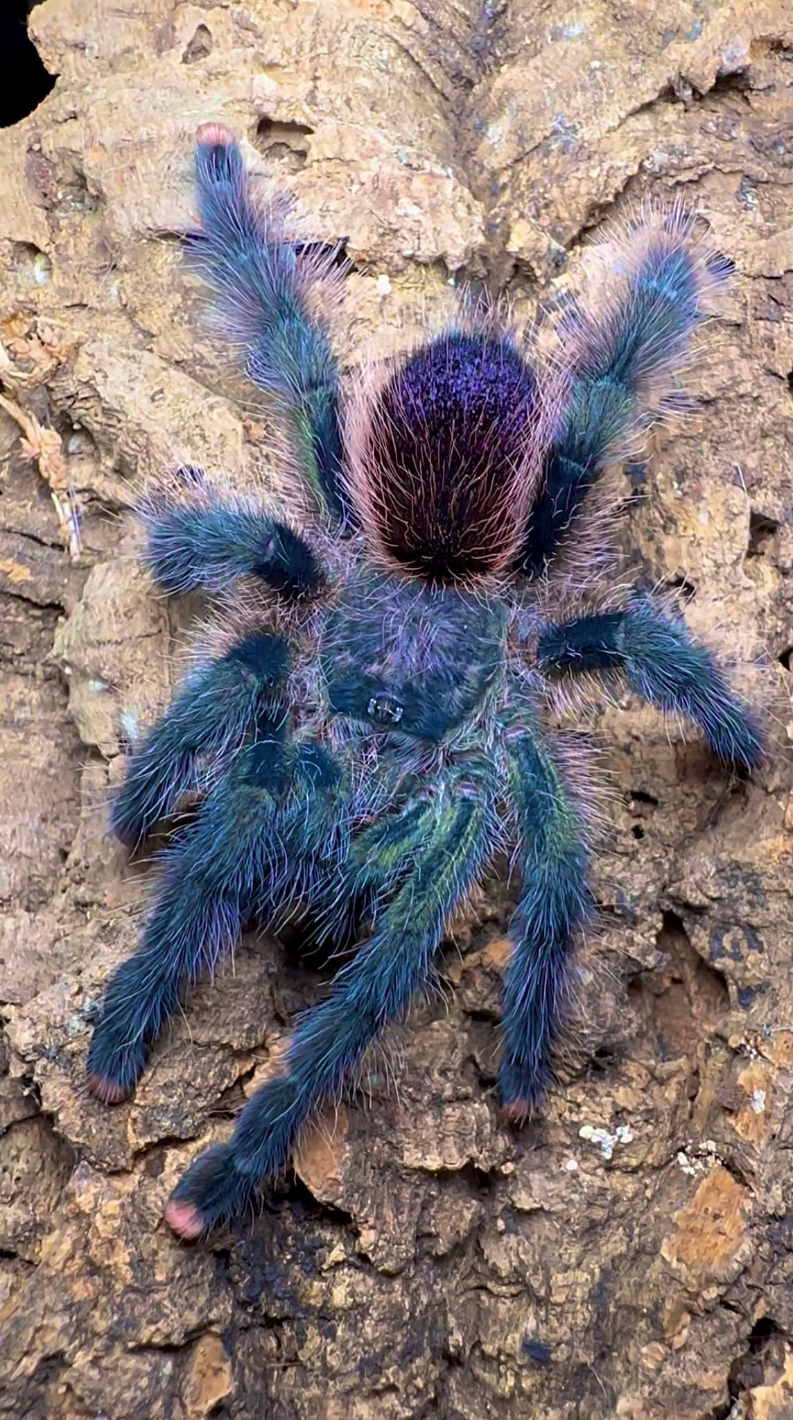 Avicularia pullcalpa cosmic dream pink toe tarantula size on hand