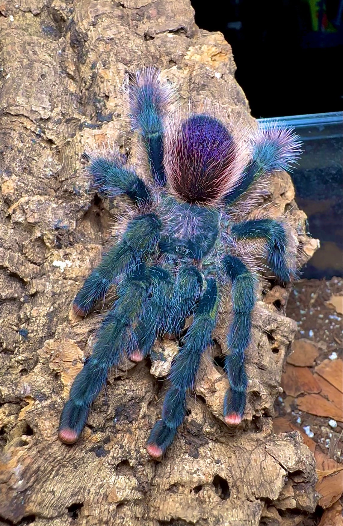 Avicularia sp. pullcalpa cosmic dream pink toe female tarantula close up front side
