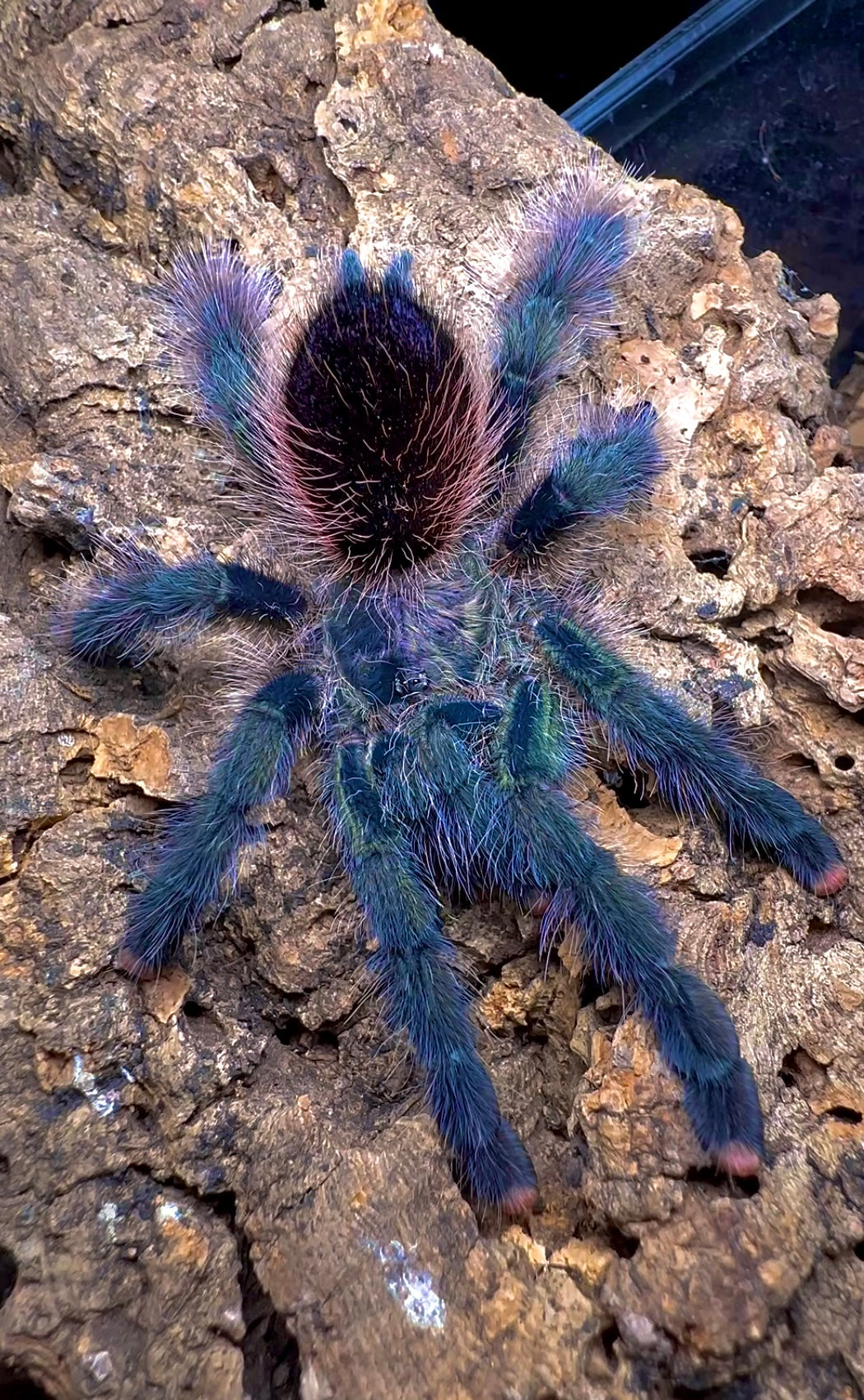 Cosmic Dream Pink Toe Tarantula top side on cork bark